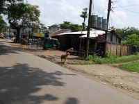 Biswanath_Notun_Bazar_23